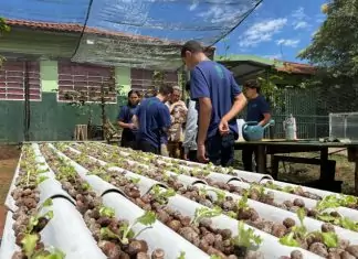 Do ar para a terra: escola estadual de MS transforma água de ar-condicionado em alfaces sustentáveis Home