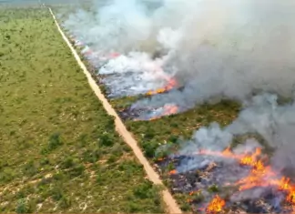 Seminário sobre Manejo Integrado do Fogo antecipa soluções de enfrentamento e prevenção a incêndios florestais Home