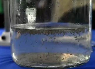 Boletim Epidemiológico: MS registra 14 casos confirmados de dengue Home