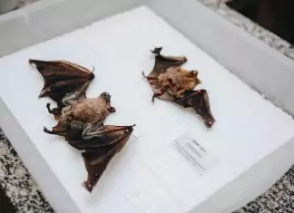 Sesau alerta população após caso de raiva em morcego Home