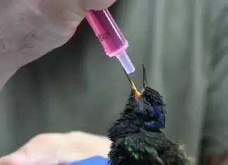 Três Lagoas: centro de animais silvestres recebe aves silvestres apreendidas e filhote de tamanduá resgatado Home