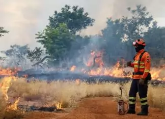 Bombeiros de MS se preparam para temporada de incêndios florestais com treinamentos e ações em campo Home