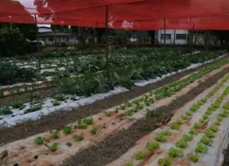 Tecnologia no campo avança além das máquinas e aproxima jovens da ciência em assentamento de MS Home