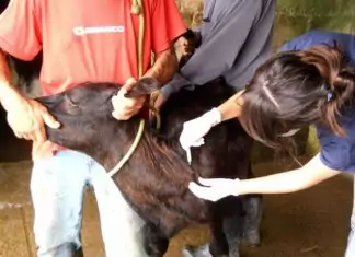 Iagro avisa: prazos para campanha de vacinação de bezerras contra brucelose continuam inalterados em MS Home